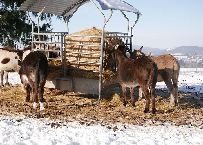 Hens Шалькенмерен